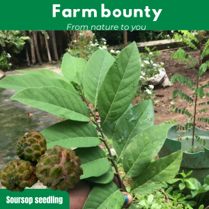 OPEN Carousels of 360 Loving (1)